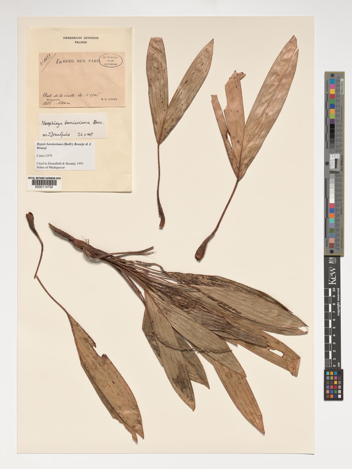 Botanical specimen of Dypsis Bernieriana.