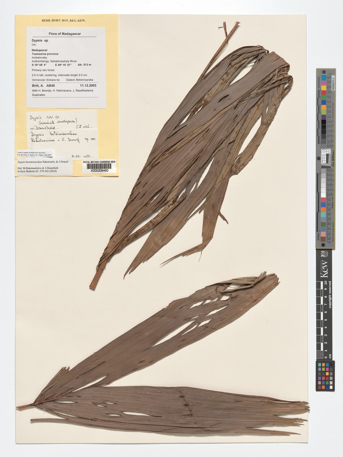 Botanical specimen of Dypsis Betsimisarakae.
