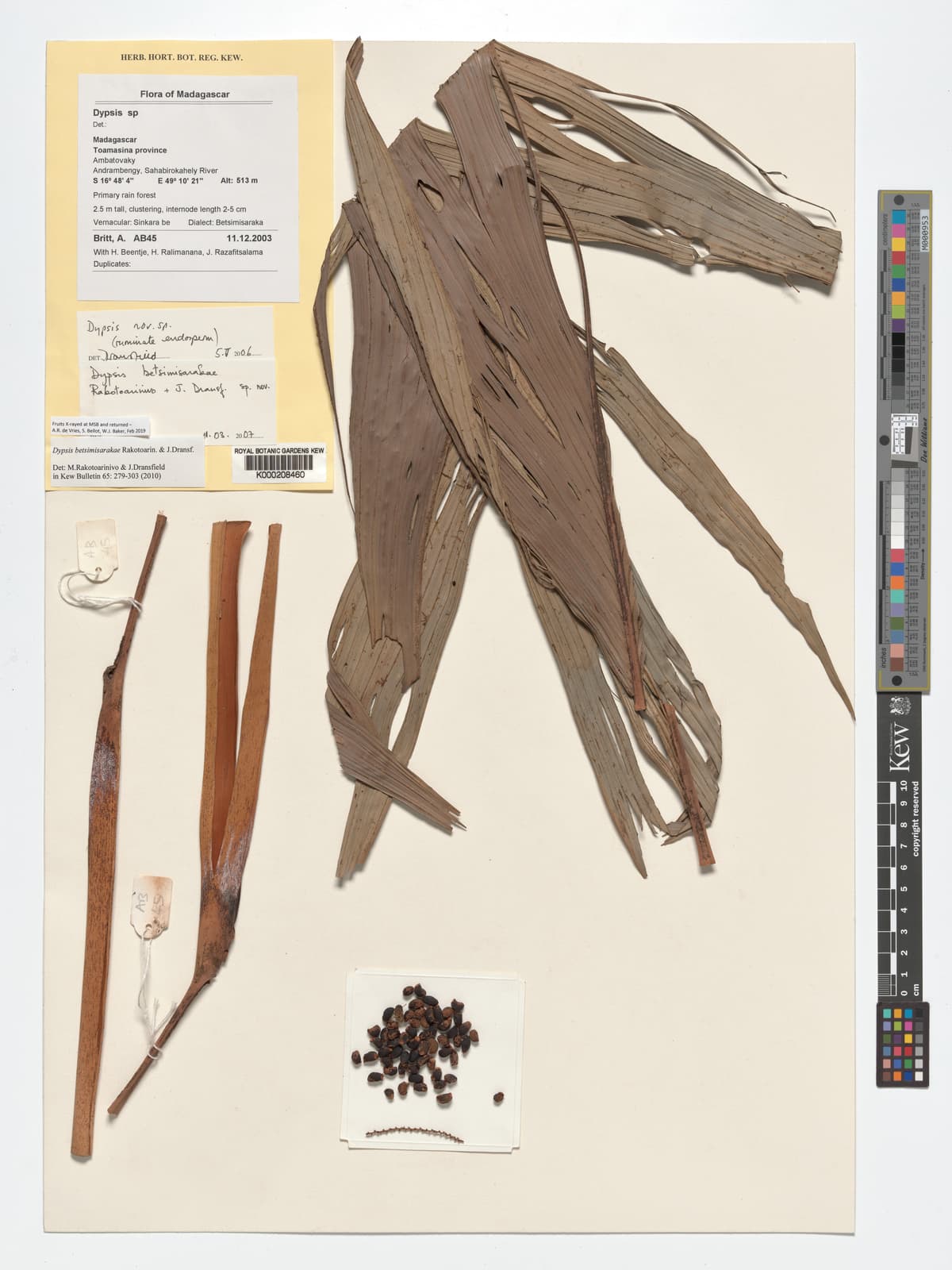 Botanical specimen of Dypsis Betsimisarakae.