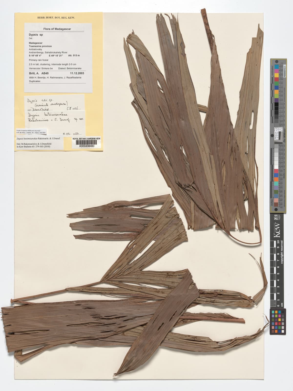 Botanical specimen of Dypsis Betsimisarakae.