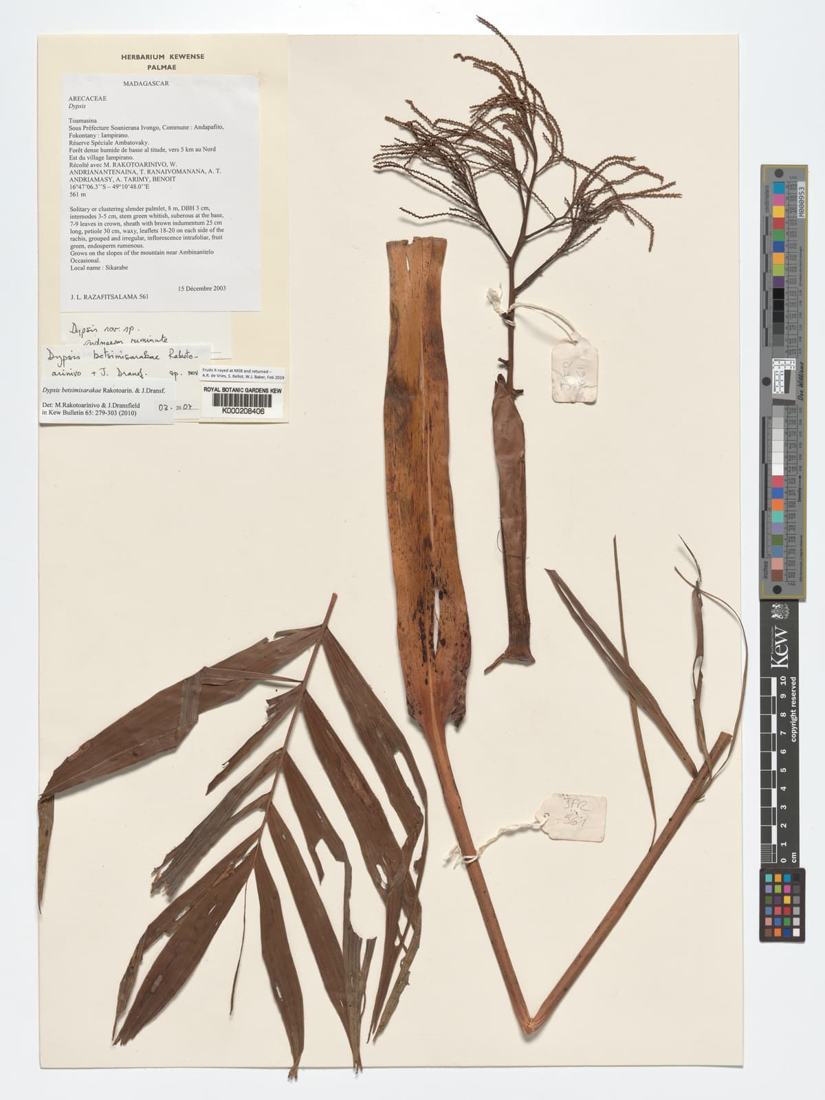 Botanical specimen of Dypsis Betsimisarakae.
