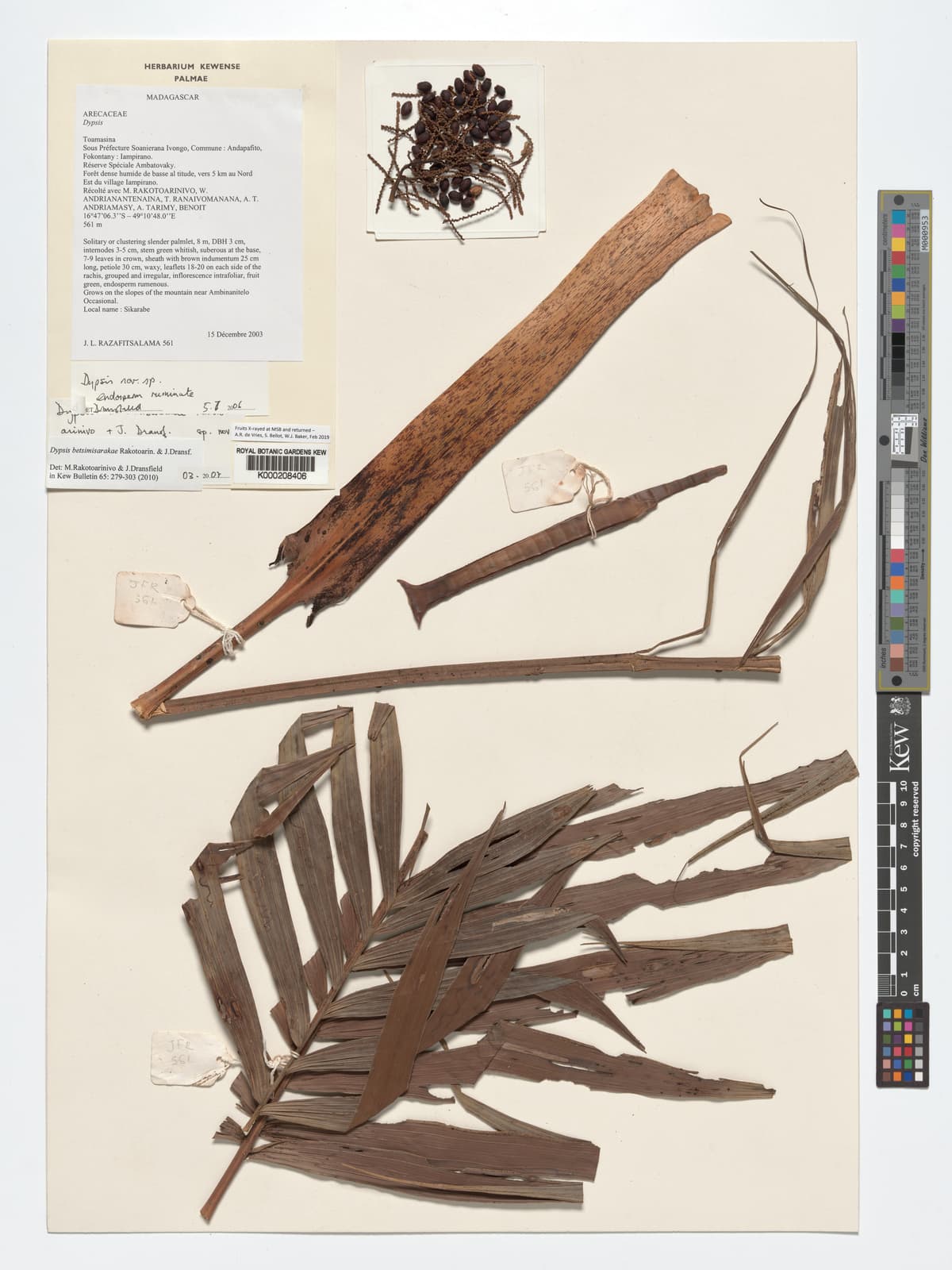 Botanical specimen of Dypsis Betsimisarakae.