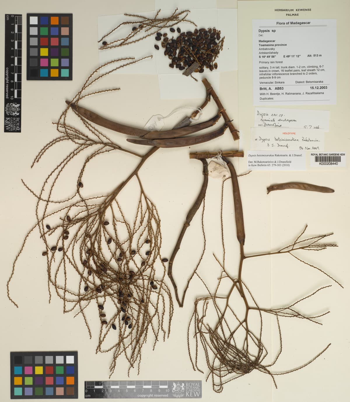 Botanical specimen of Dypsis Betsimisarakae.