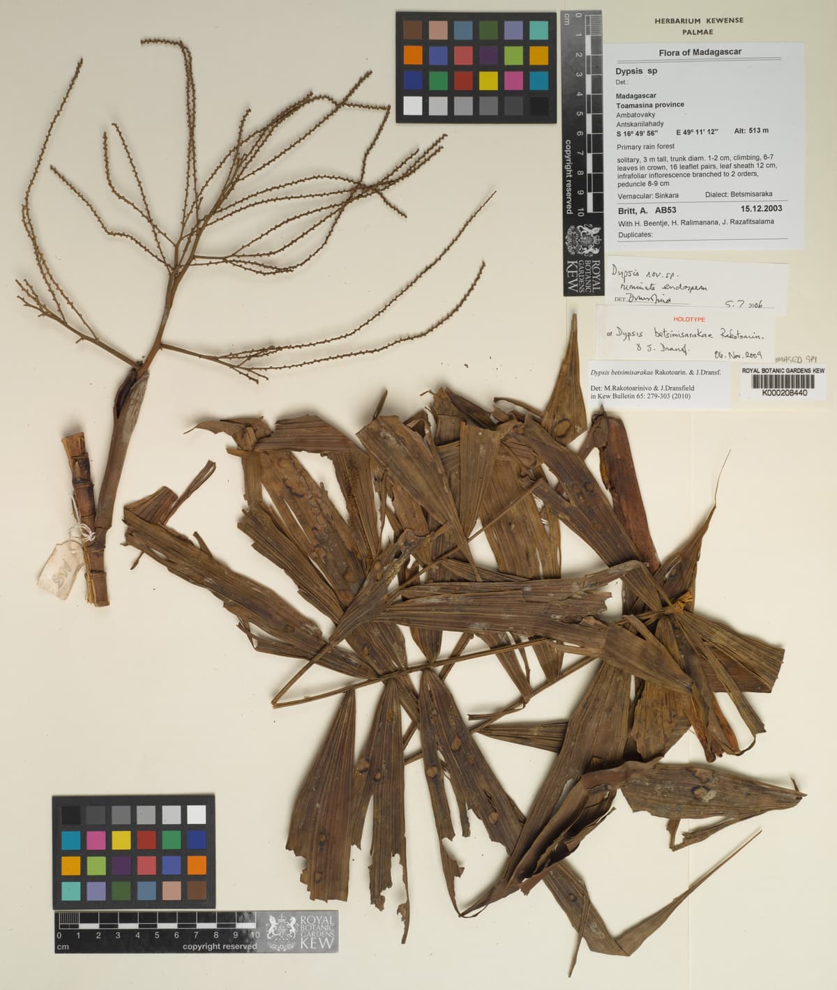 Botanical specimen of Dypsis Betsimisarakae.
