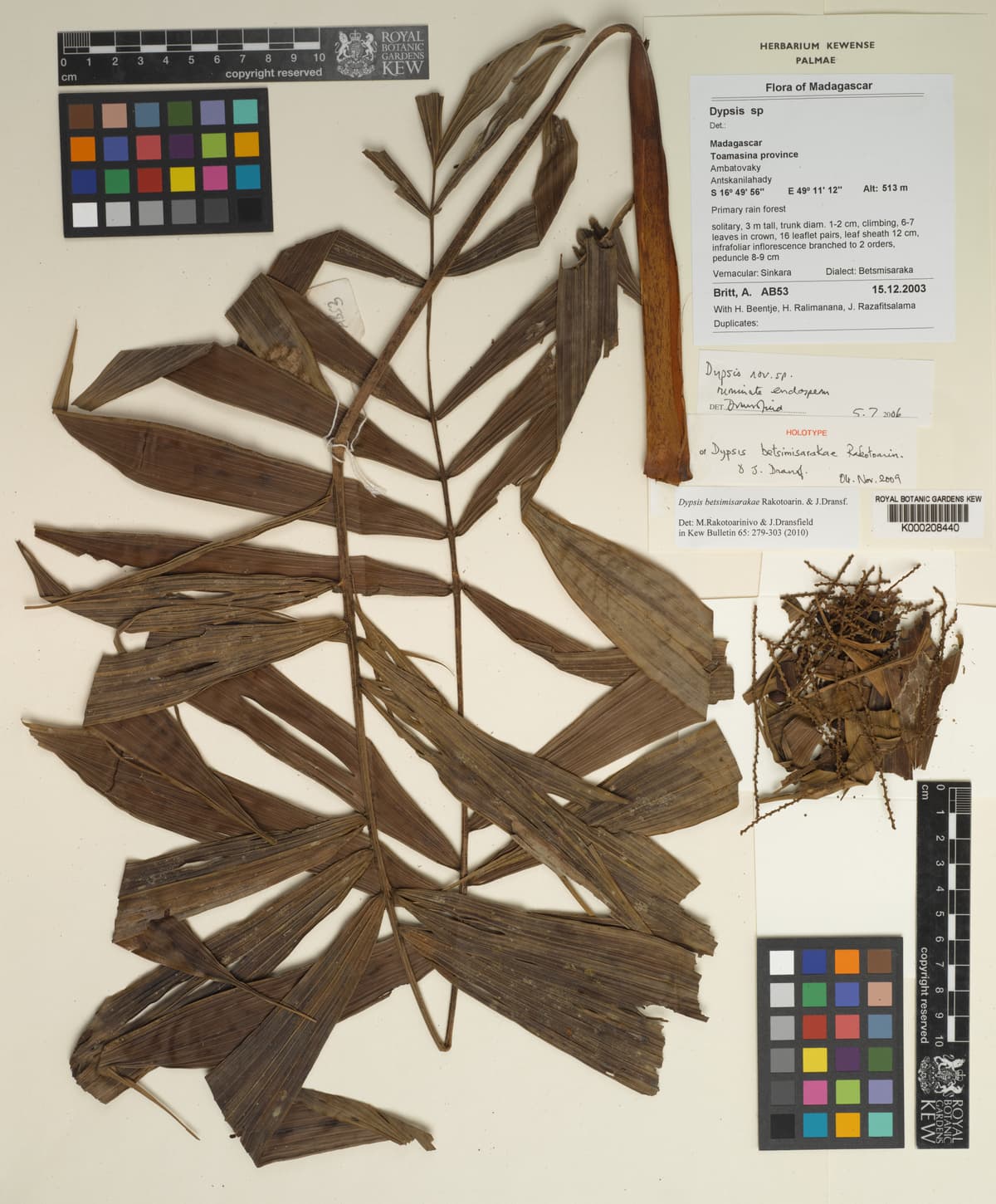 Botanical specimen of Dypsis Betsimisarakae.