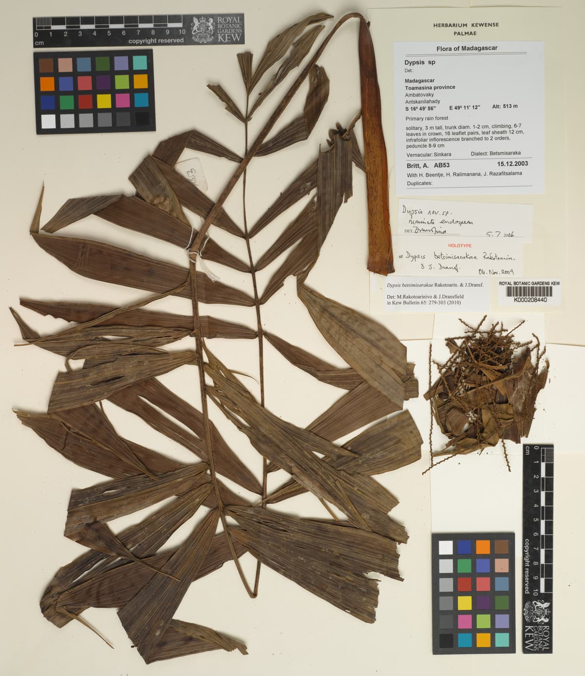 Botanical specimen of Dypsis Betsimisarakae.