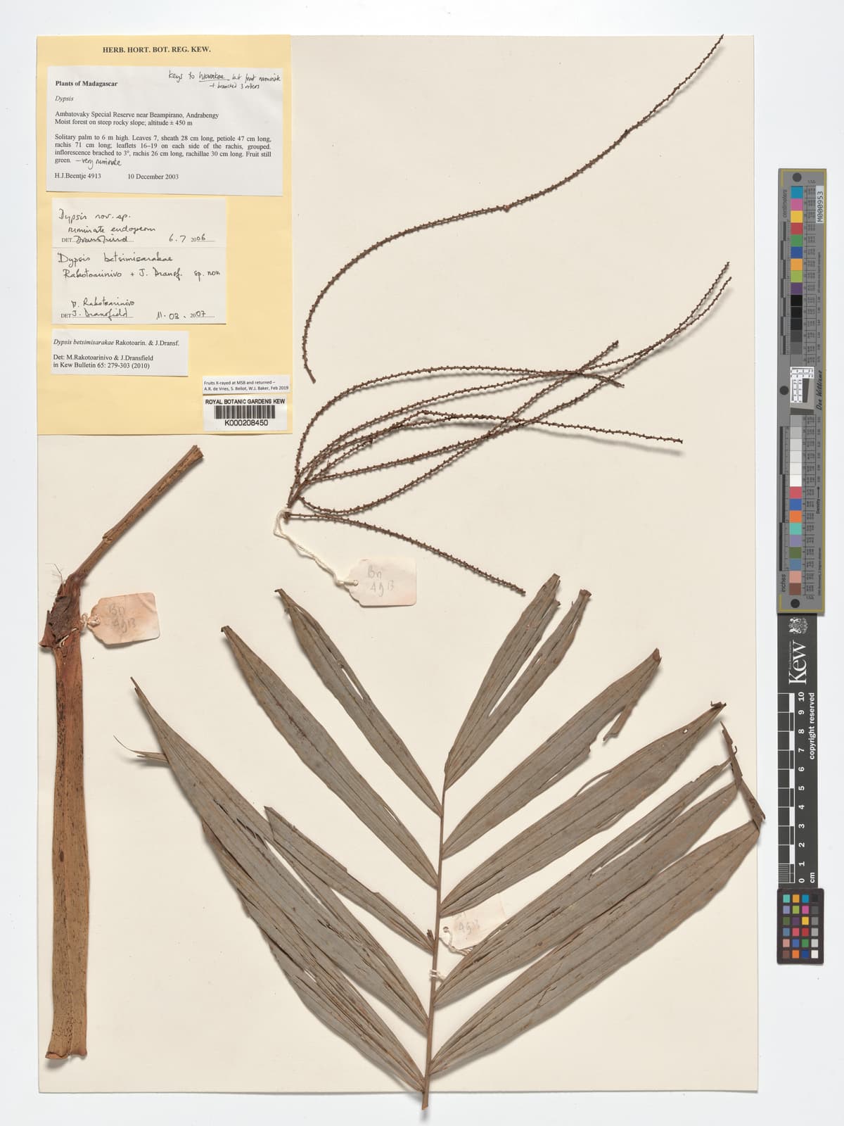 Botanical specimen of Dypsis Betsimisarakae.