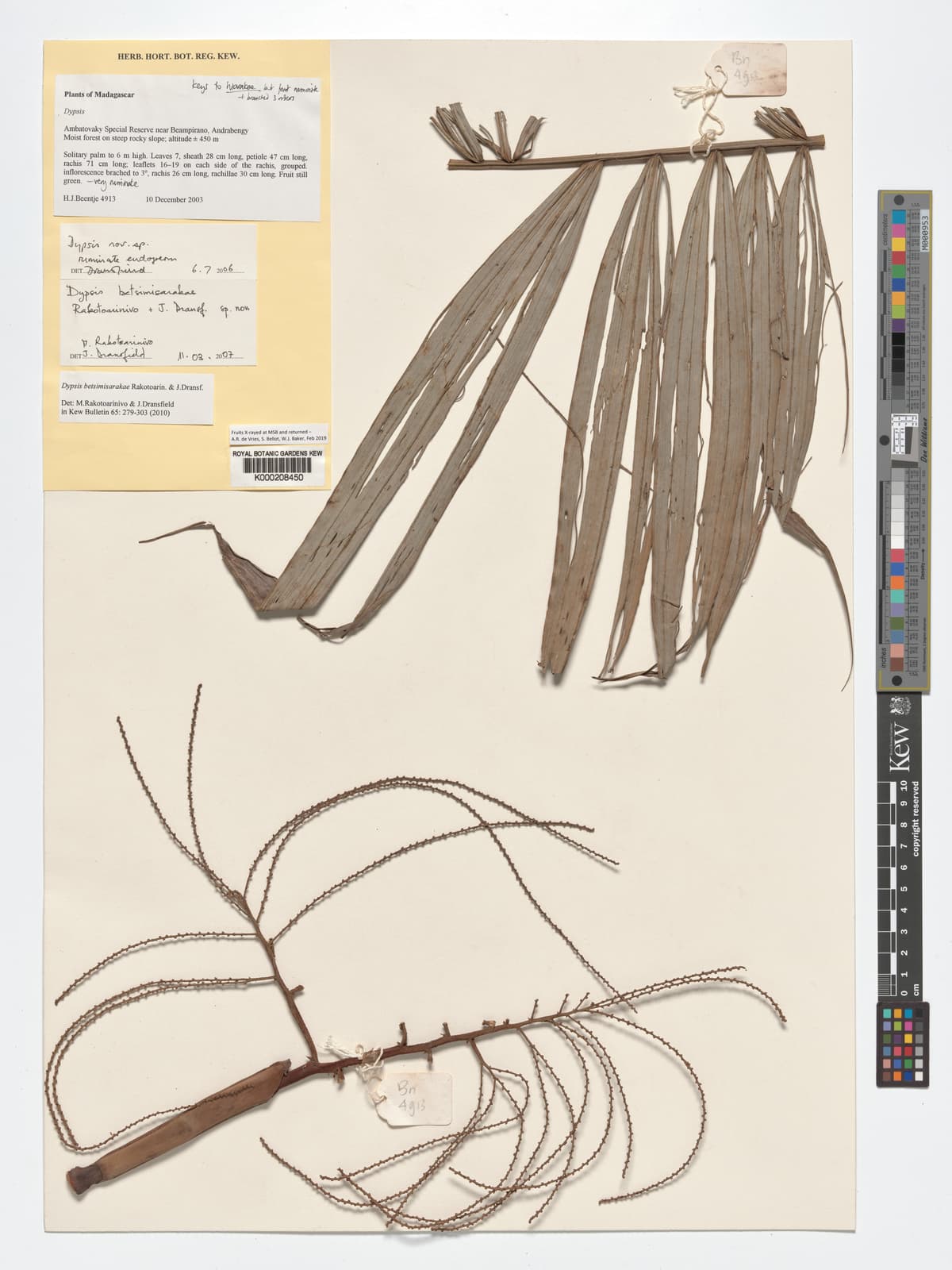 Botanical specimen of Dypsis Betsimisarakae.