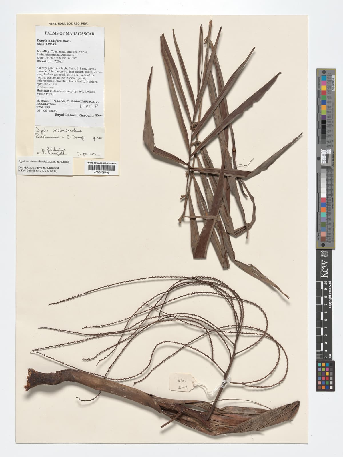 Botanical specimen of Dypsis Betsimisarakae.