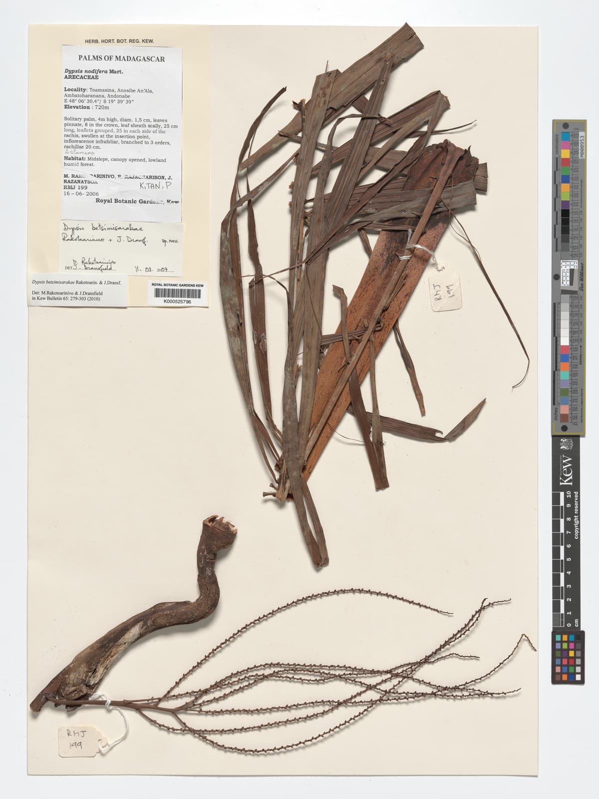 Botanical specimen of Dypsis Betsimisarakae.