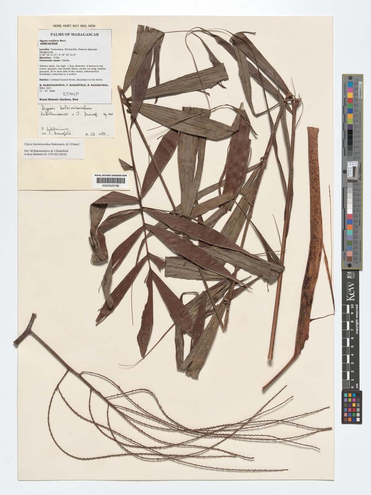 Botanical specimen of Dypsis Betsimisarakae.