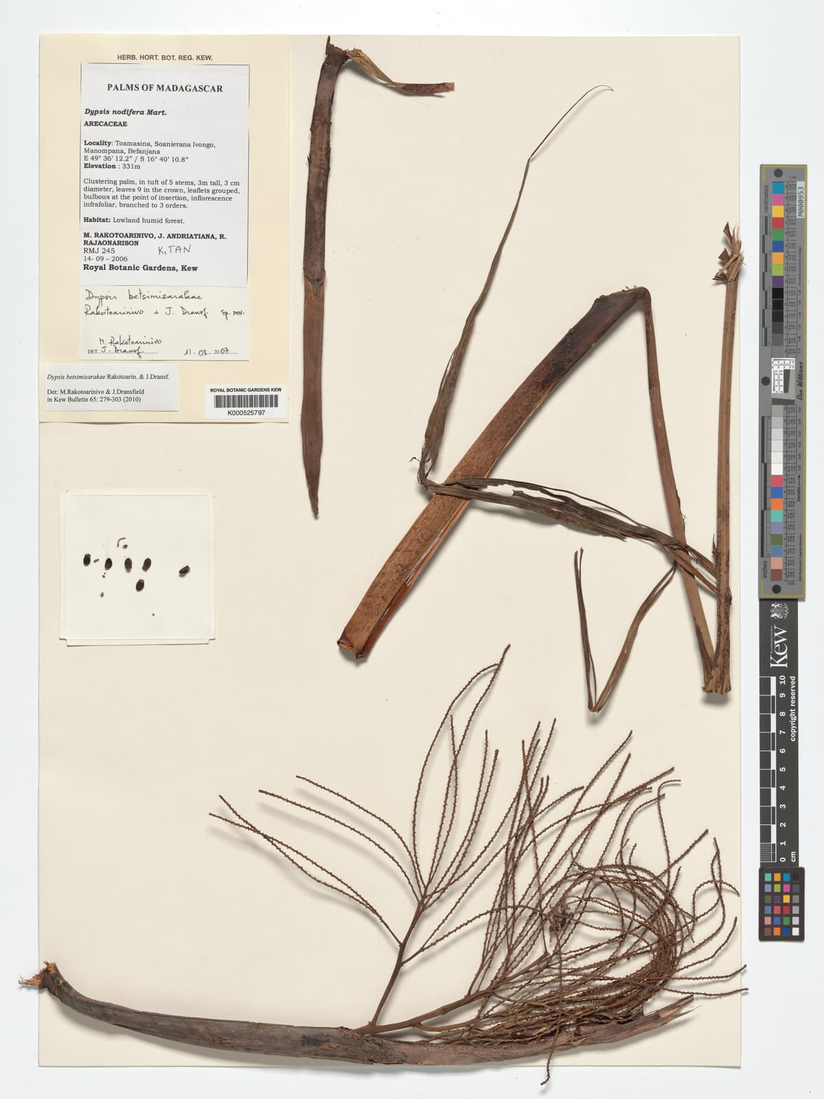 Botanical specimen of Dypsis Betsimisarakae.