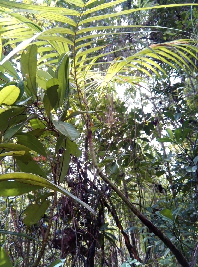 Botanical specimen of Dypsis Boiviniana.