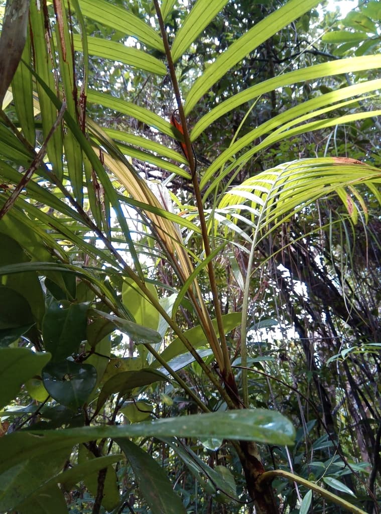 Botanical specimen of Dypsis Boiviniana.