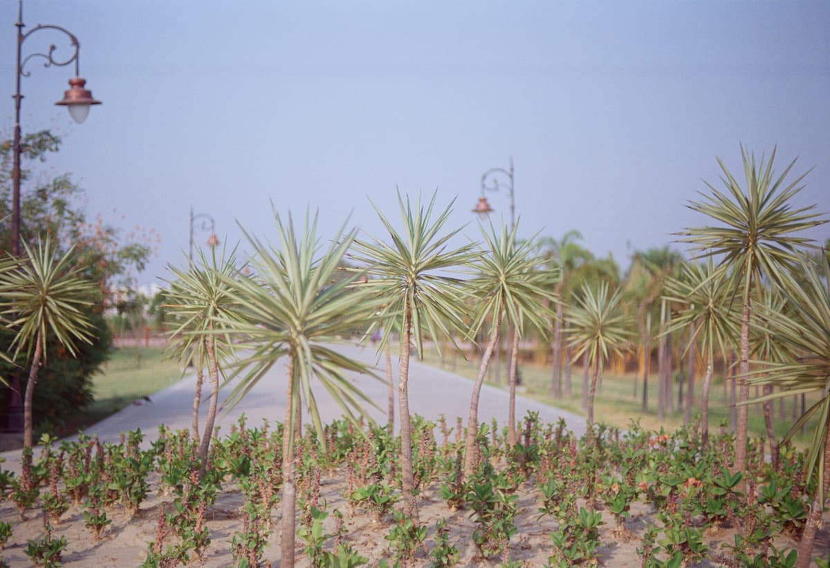 Botanical specimen of Dypsis Bonsai.