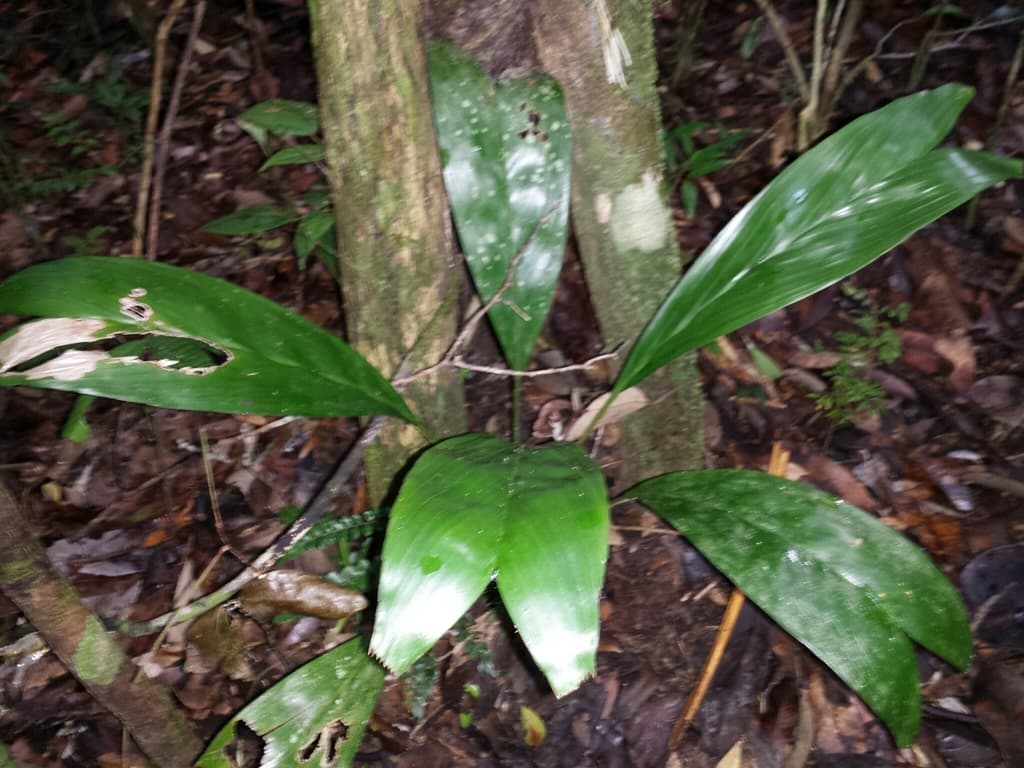 Botanical specimen of Dypsis Bosseri.