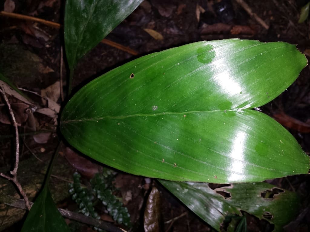 Botanical specimen of Dypsis Bosseri.