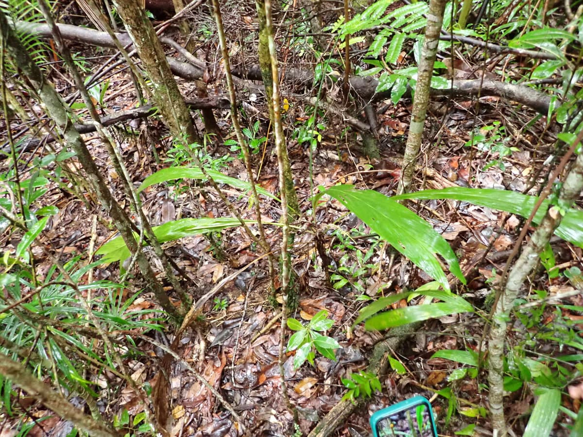 Botanical specimen of Dypsis Brevicaulis.