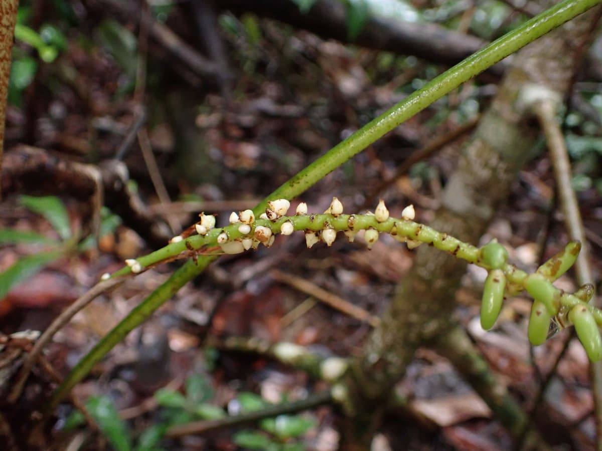 Botanical specimen of Dypsis Brevicaulis.