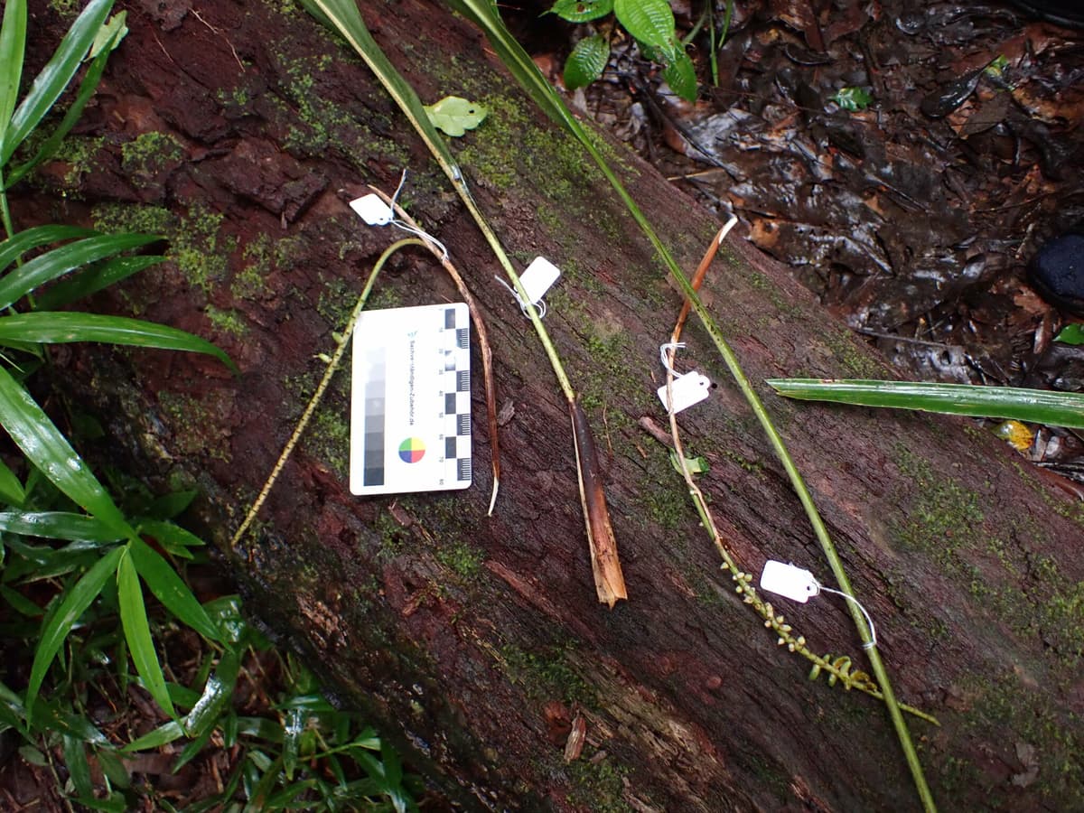 Botanical specimen of Dypsis Brevicaulis.