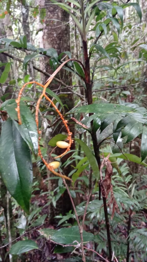 Botanical specimen of Dypsis Catatiana.