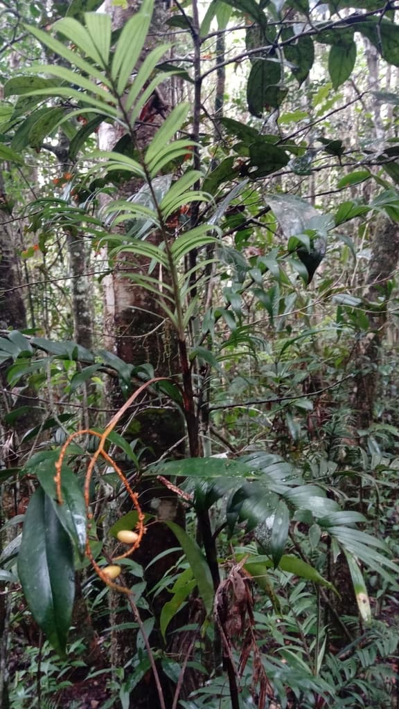 Botanical specimen of Dypsis Catatiana.
