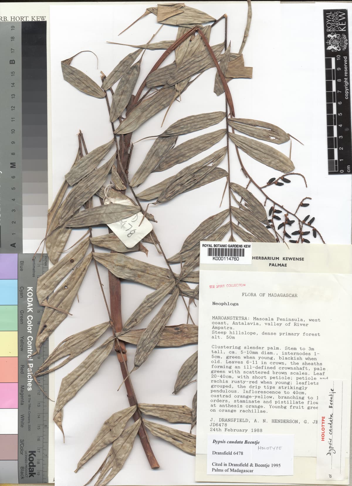 Botanical specimen of Dypsis Caudata.