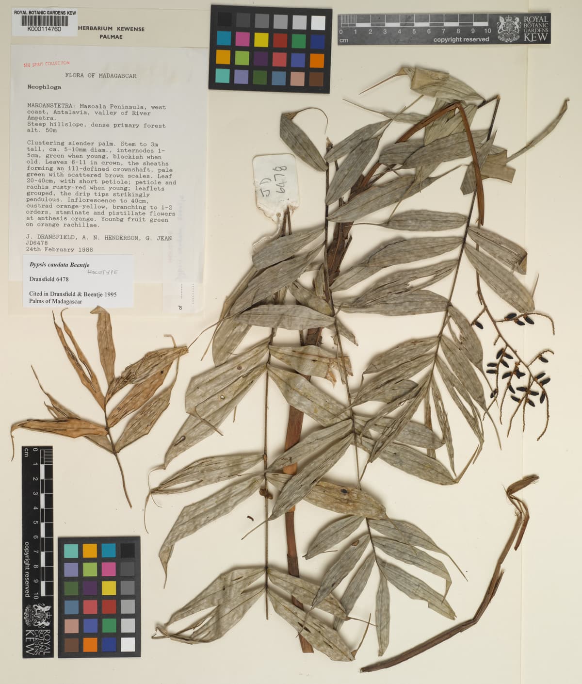 Botanical specimen of Dypsis Caudata.