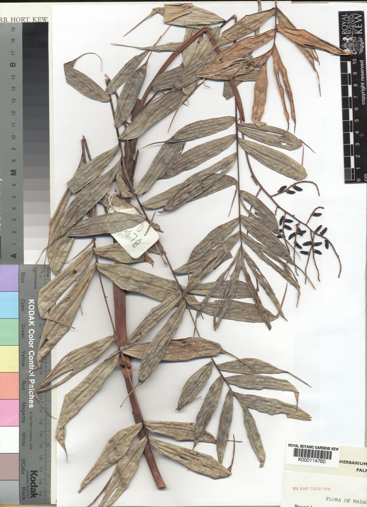 Botanical specimen of Dypsis Caudata.
