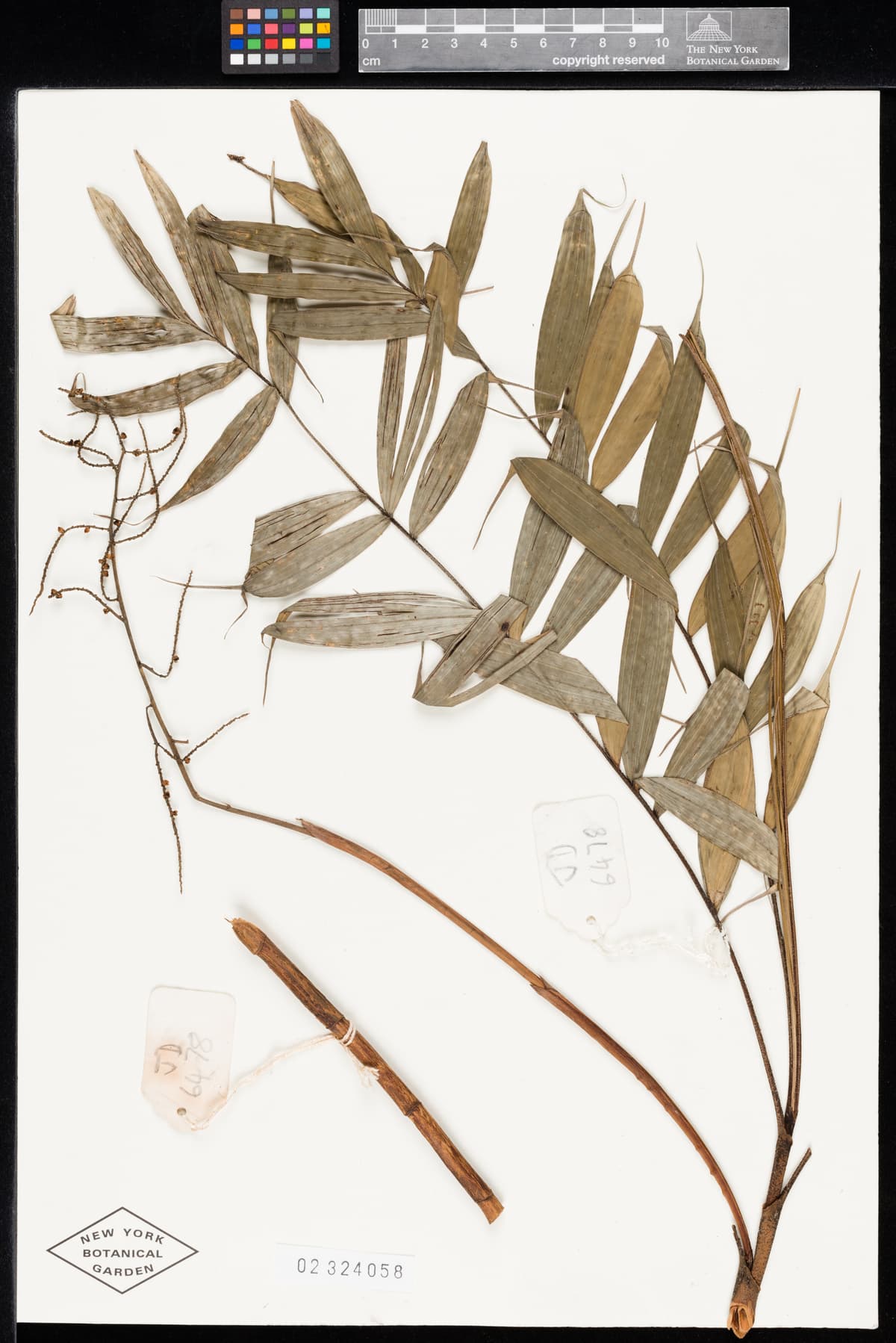 Botanical specimen of Dypsis Caudata.