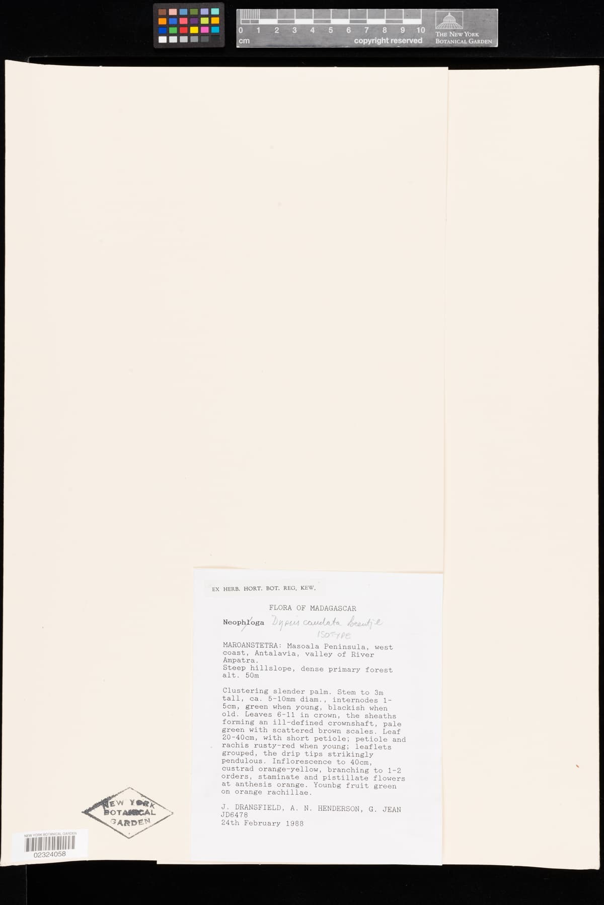 Botanical specimen of Dypsis Caudata.