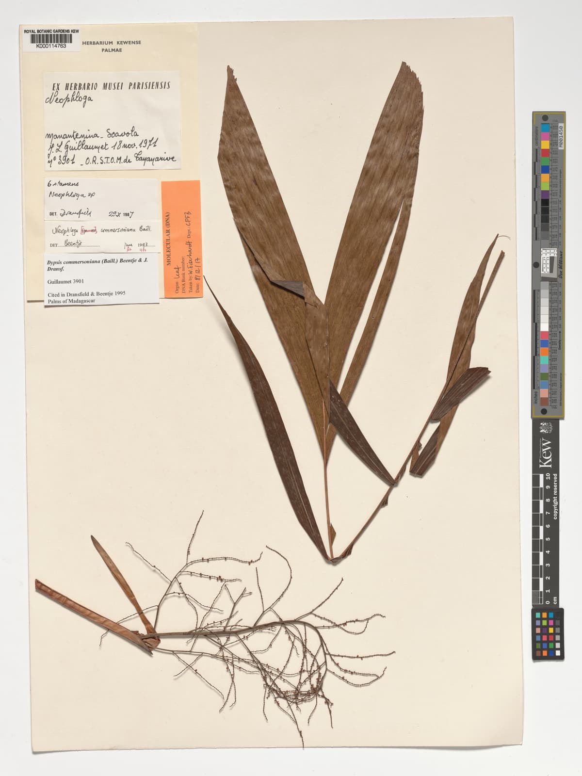 Botanical specimen of Dypsis Commersoniana.