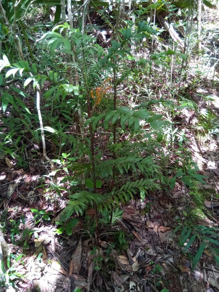 Botanical specimen of Dypsis Concinna.