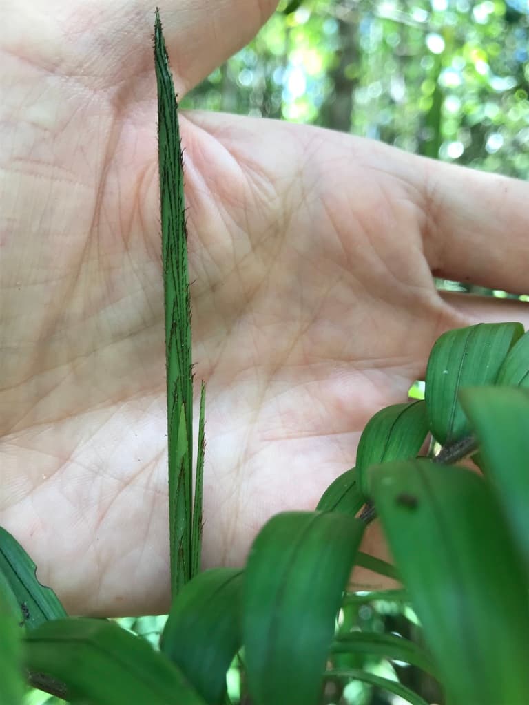 Botanical specimen of Dypsis Concinna.
