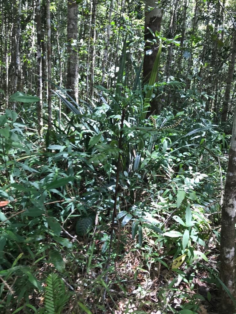Botanical specimen of Dypsis Concinna.