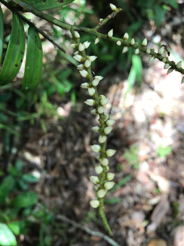 Botanical specimen of Dypsis Concinna.