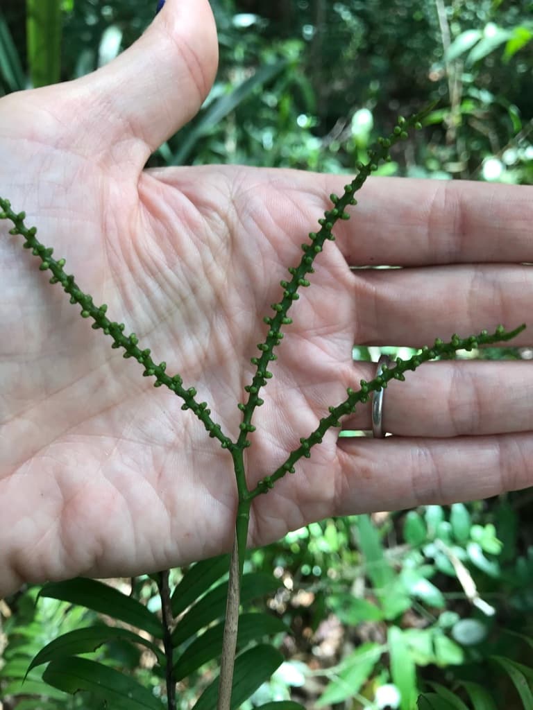Botanical specimen of Dypsis Concinna.
