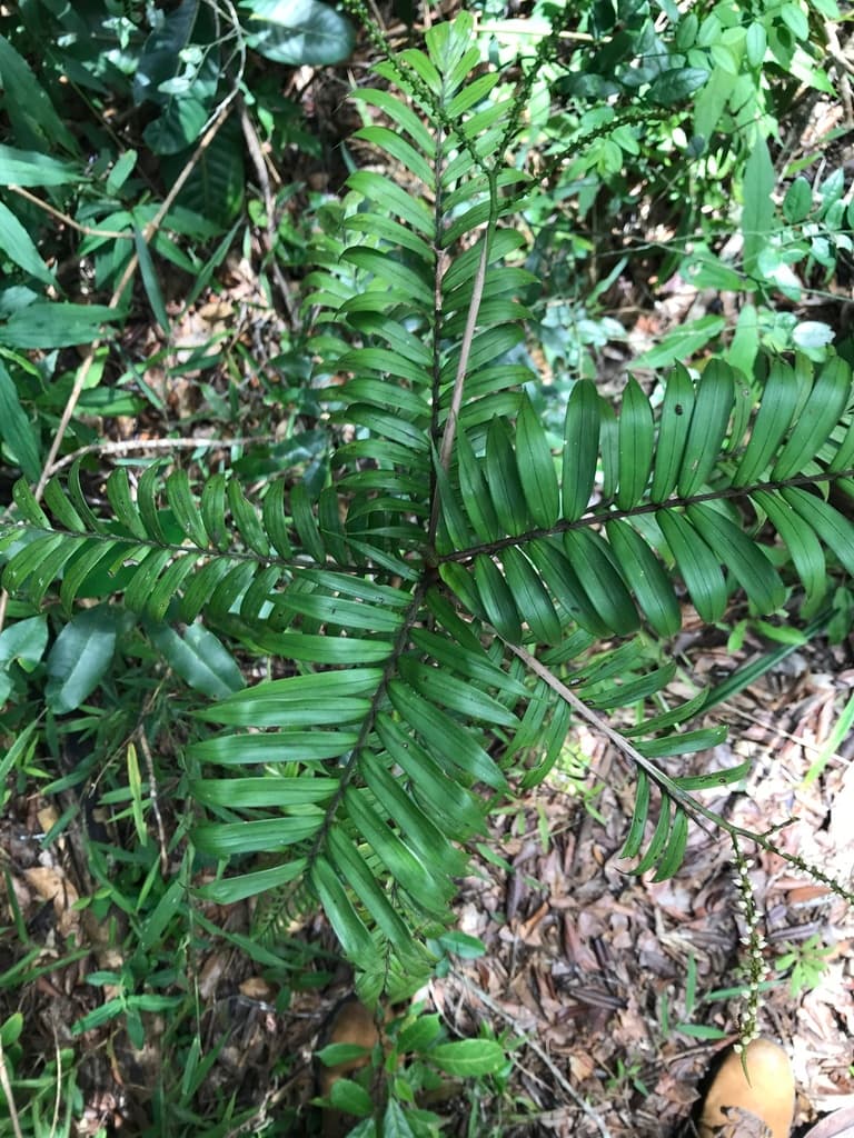 Botanical specimen of Dypsis Concinna.
