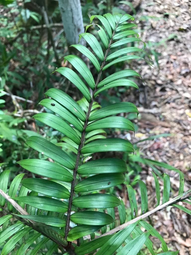 Botanical specimen of Dypsis Concinna.
