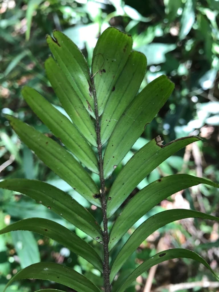 Botanical specimen of Dypsis Concinna.