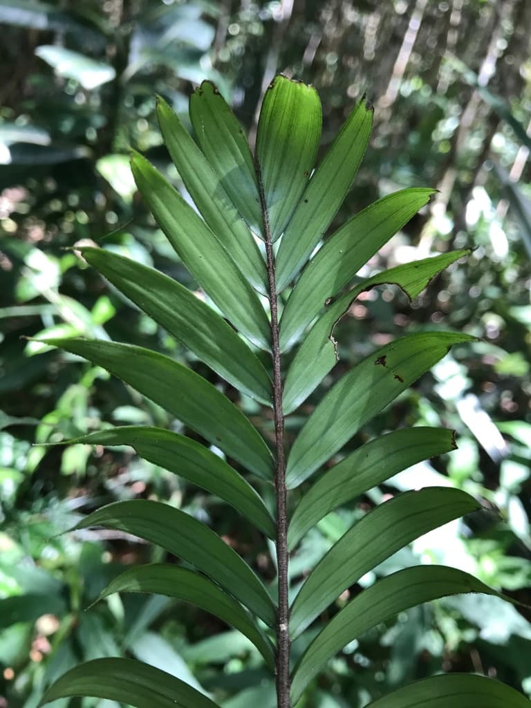 Botanical specimen of Dypsis Concinna.