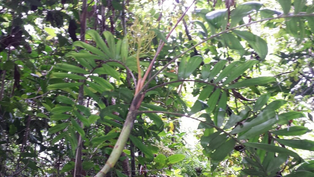 Botanical specimen of Dypsis Confusa.