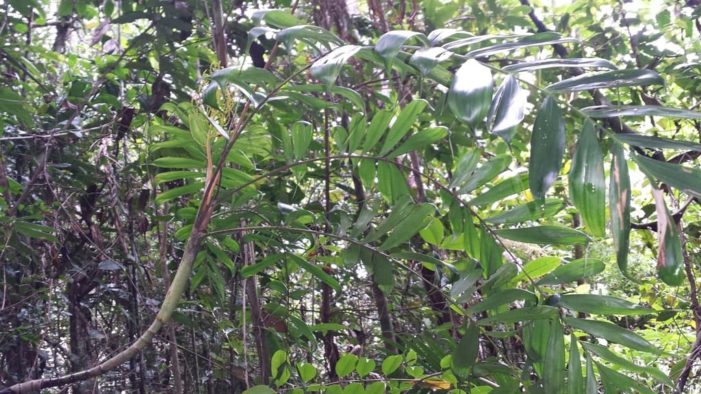 Botanical specimen of Dypsis Confusa.