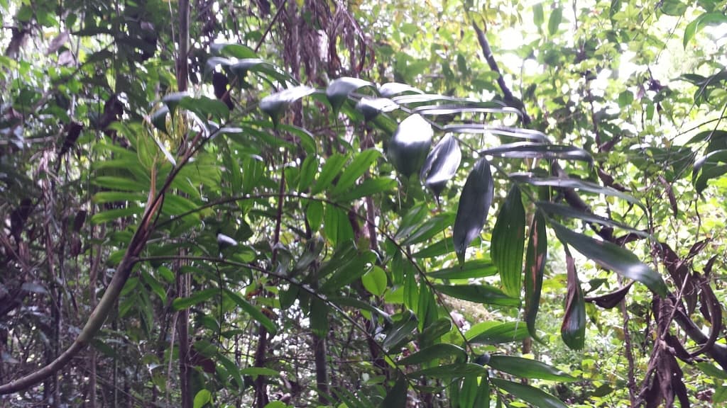Botanical specimen of Dypsis Confusa.