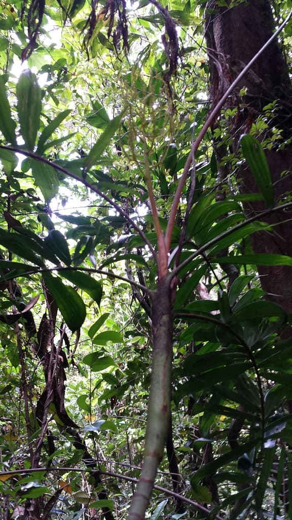 Botanical specimen of Dypsis Confusa.