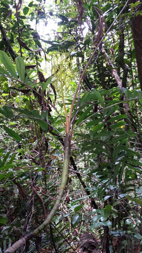 Botanical specimen of Dypsis Confusa.
