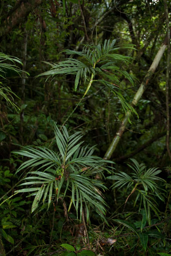 Botanical specimen of Dypsis Cookei.