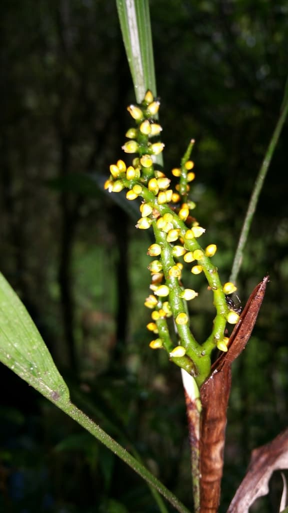 Botanical specimen of Dypsis Coriacea.