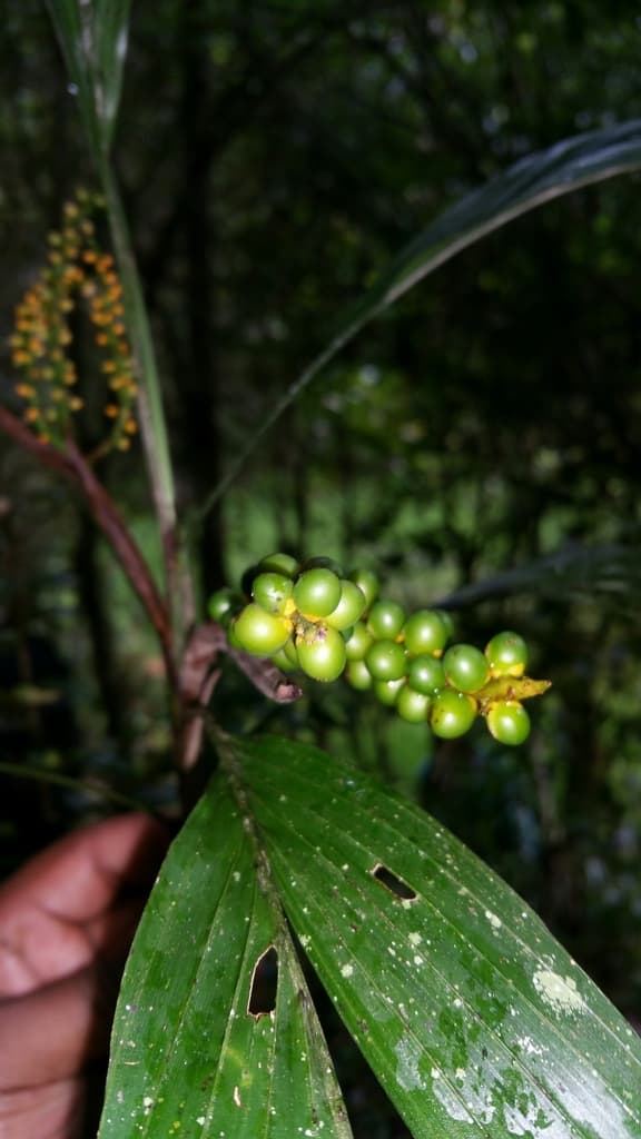 Botanical specimen of Dypsis Coriacea.