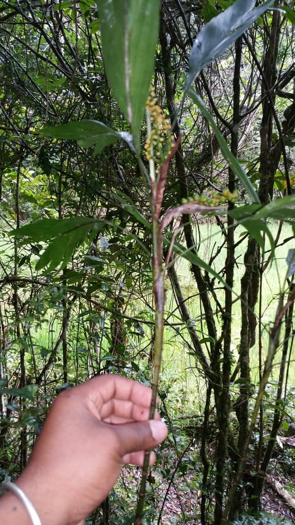 Botanical specimen of Dypsis Coriacea.